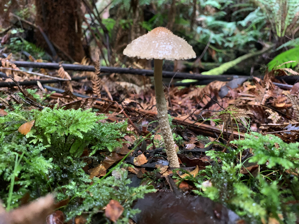 Lacrymaria asperospora · May 2025 · photo: © celadonfern (iNaturalist, cc-by)