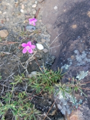 Phemeranthus mengesii