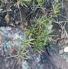 Phemeranthus mengesii