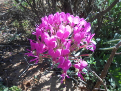 Pelargonium incrassatum