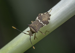 Cletomorpha benita