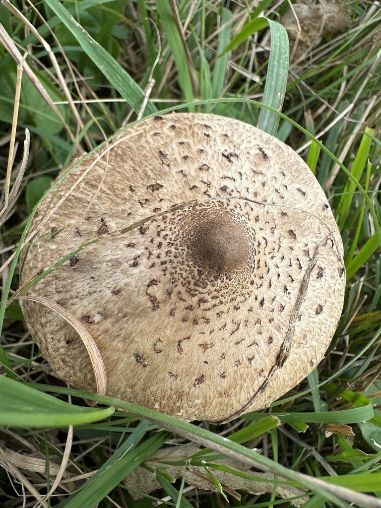 Macrolepiota clelandii · May 2025 · photo: © prossington (iNaturalist, cc-by)
