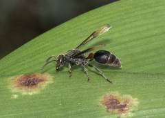 Ropalidia sumatrae