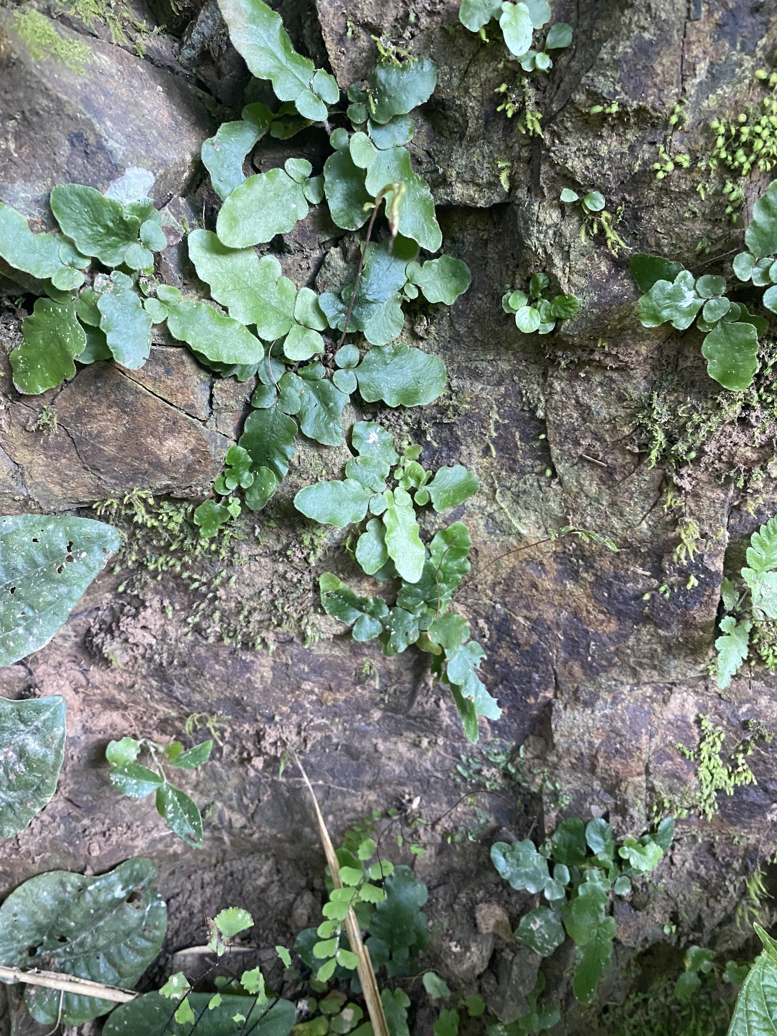 Tectaria zeilanica — ảnh 2