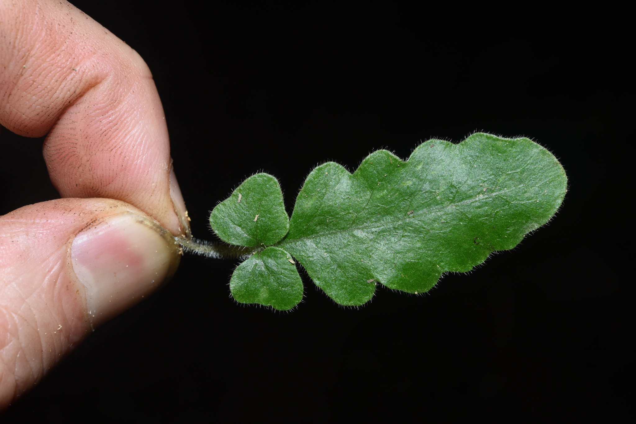 Tectaria zeilanica — ảnh 3