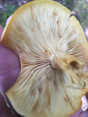 Russula grata