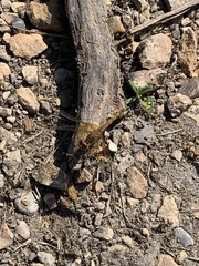 Sympetrum semicinctum