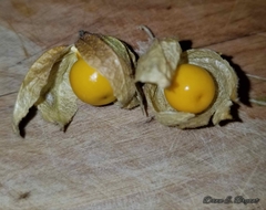 Physalis heterophylla