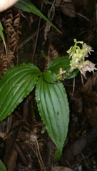 Crepidium koordersii