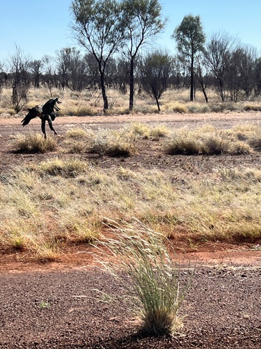 Mainland Wedge-tailed Eagle