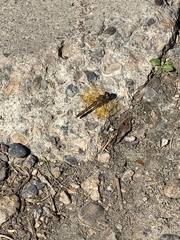 Sympetrum semicinctum