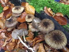 Pluteus umbrosus