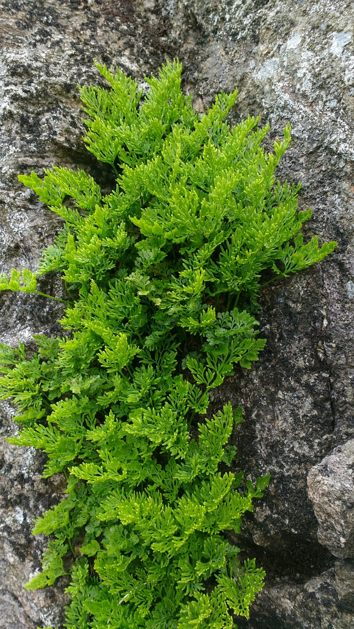 Cryptogramma crispa