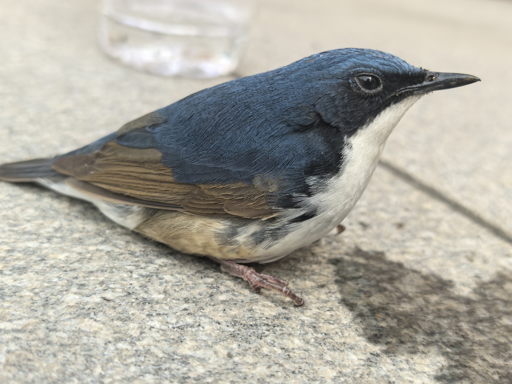 Siberian Blue Robin