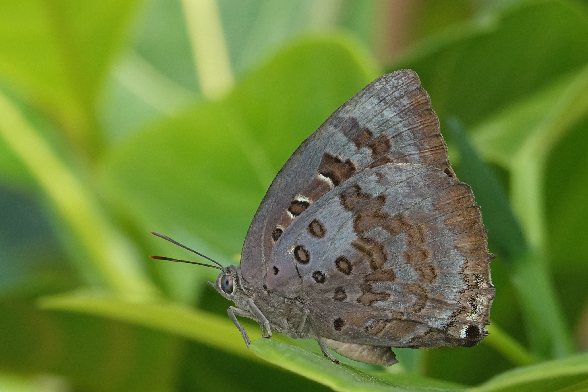 Large Oakblue