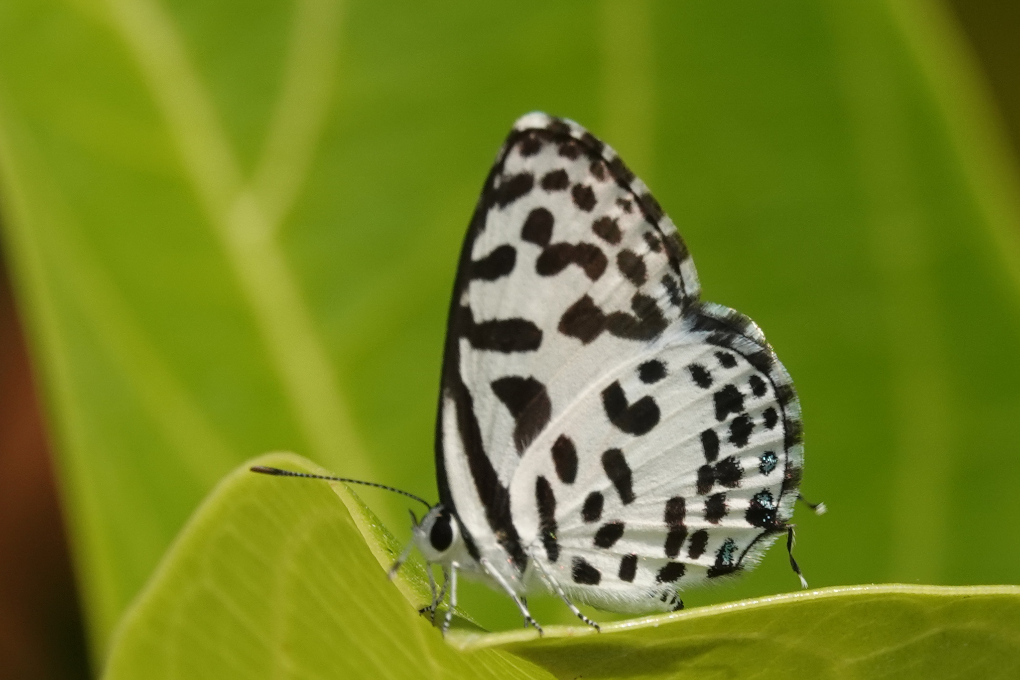 Common Pierrot