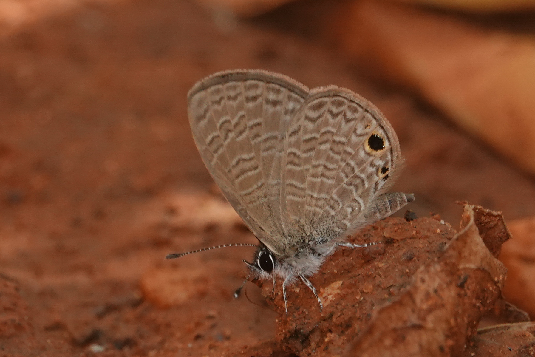 Tailless Lineblue