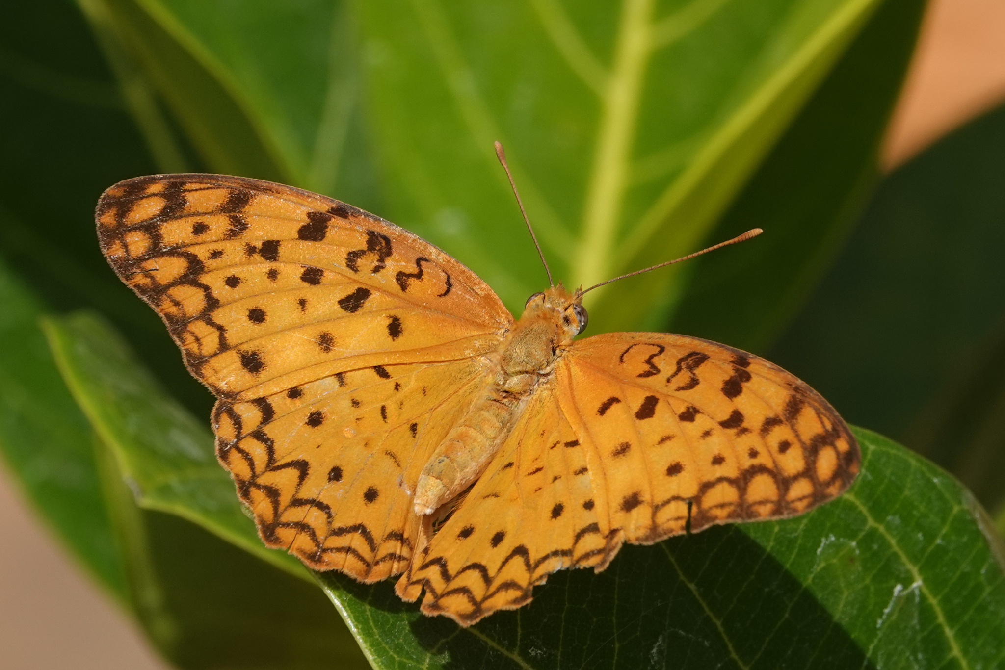 Common Leopard