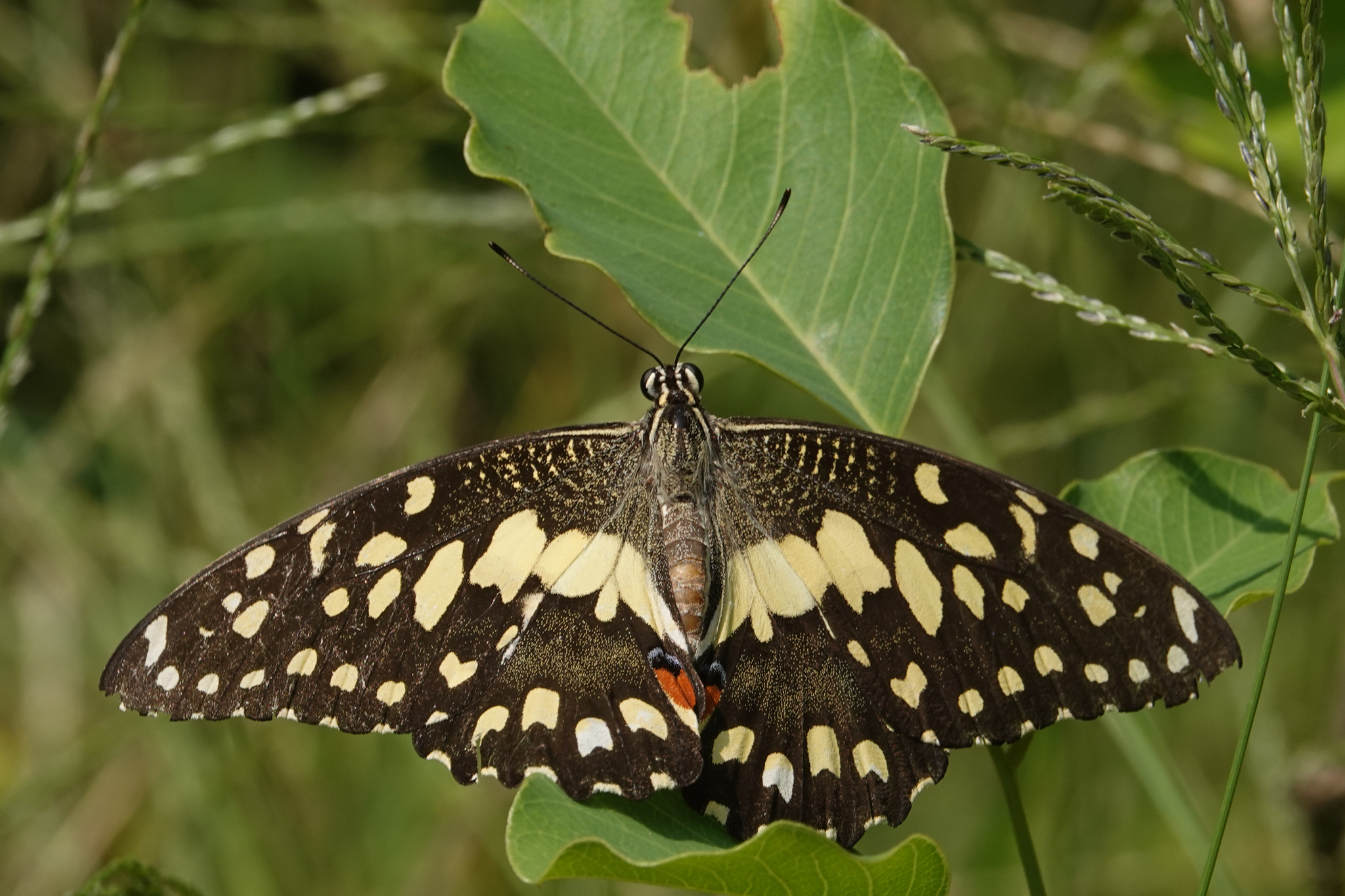 Lime Swallowtail