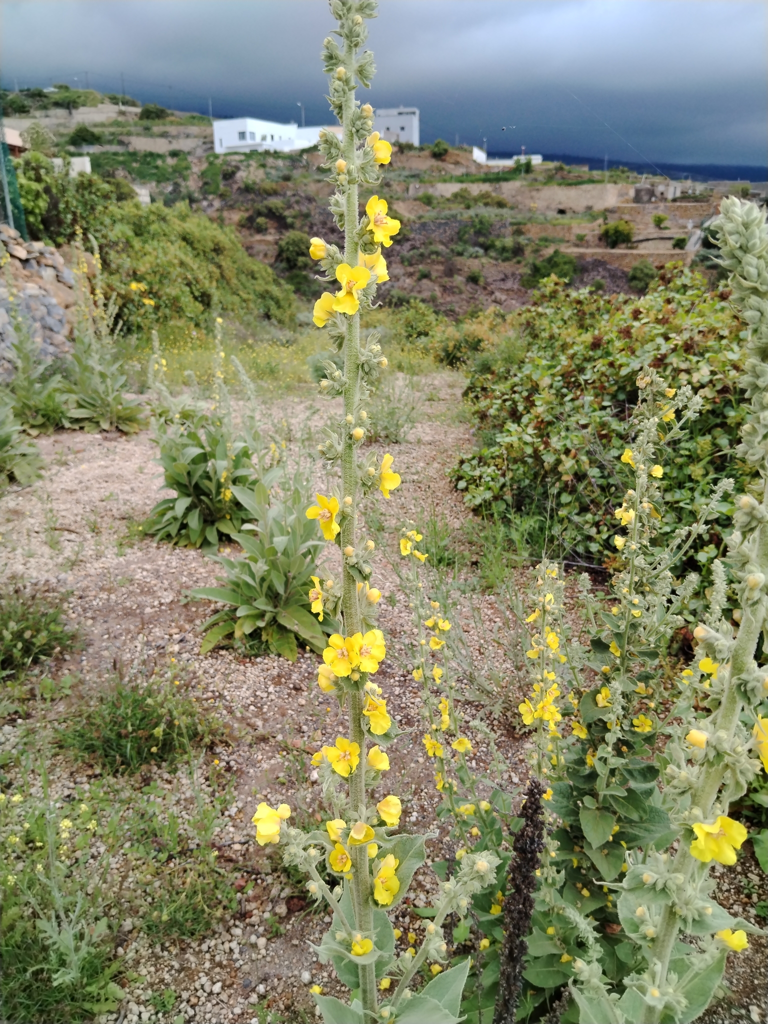 Verbascum virgatum