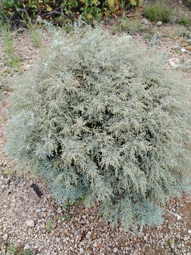 Image of Artemisia thuscula by no rights reserved