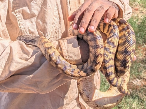 Black-headed Python sighting