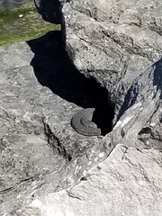 Nerodia sipedon insularum