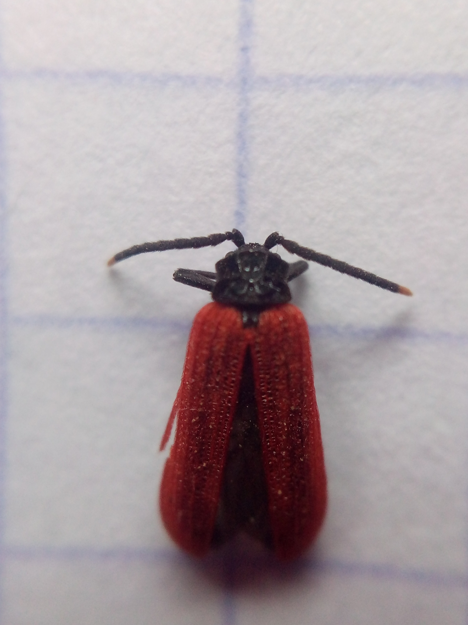 Platycis minutus