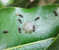 Technomyrmex albipes