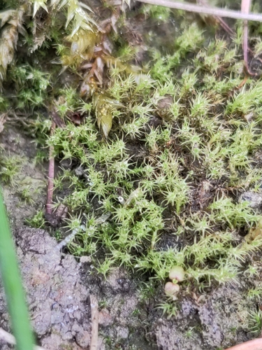 Dicranella schreberiana, 2025-05-08