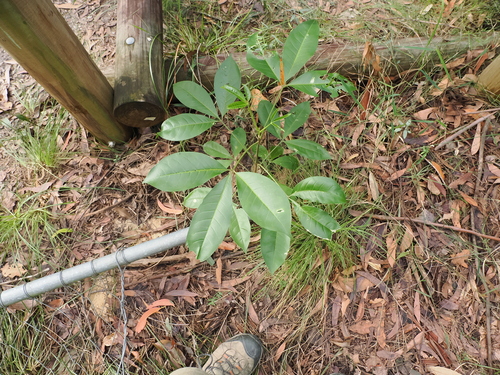 Image of Pink doughwood by (c) Lucas Christofides, some rights reserved (CC BY)