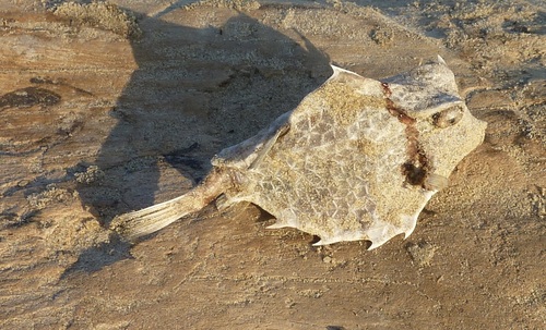 Black-blotched turretfish (Tetrosomus gibbosus) — Ostraciidae — 3