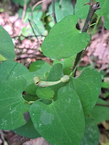 Image of Aristolochia lutea by (c) Leonardo Ancillotto, some rights reserved (CC BY)