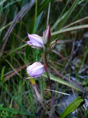 Thelymitra javanica