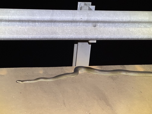 Olive Python sighting