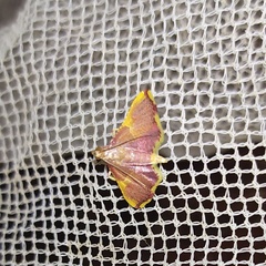 Endotricha mesenterialis