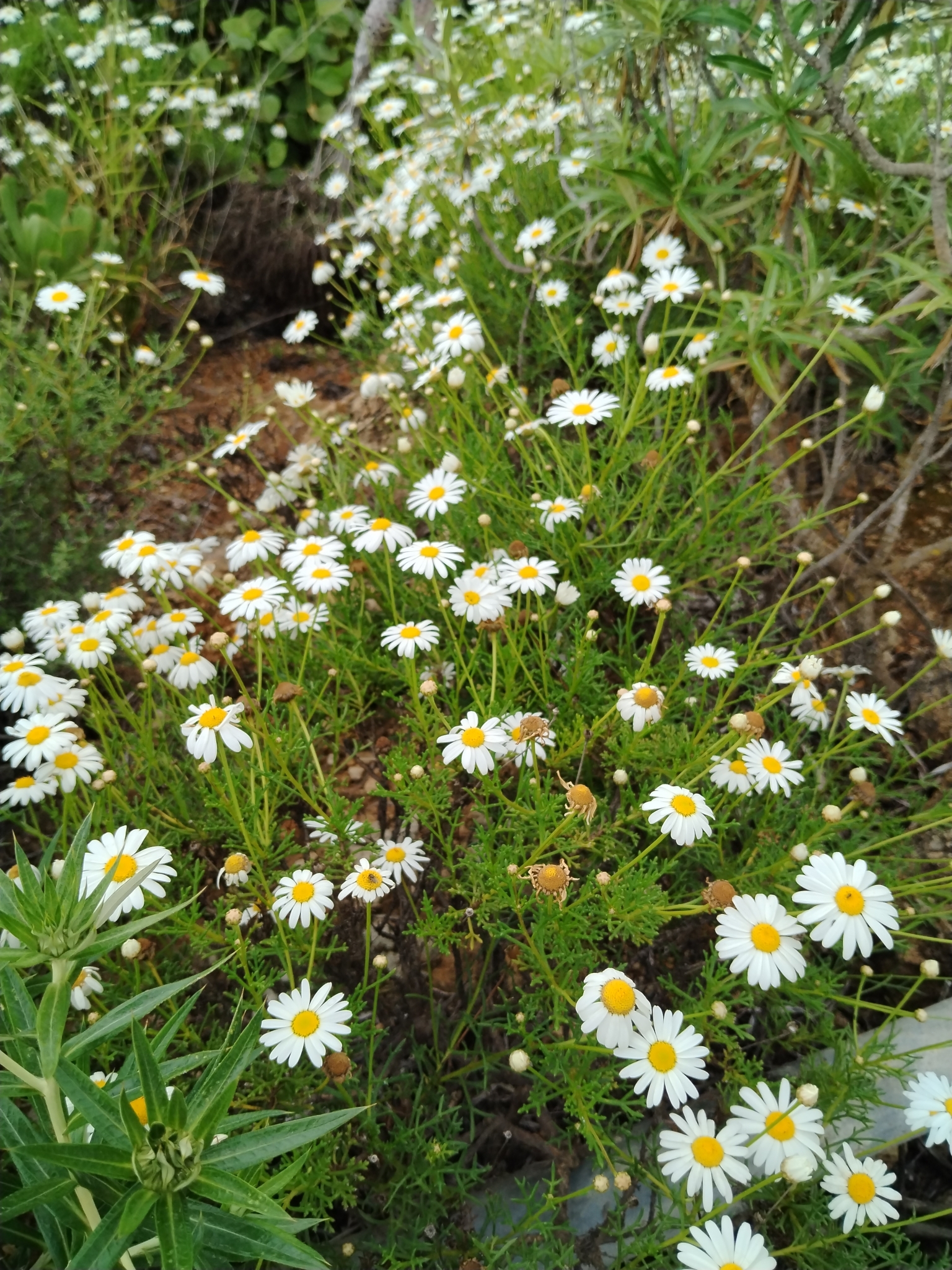 Margarita de las Islas Canarias