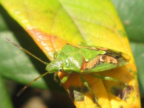 Juniper Shield Bug, Herewegwijk en Helpman, Groningen, Netherlands, photo 9 of 10