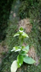 Goodyera viridiflora