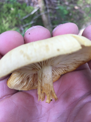 Russula grata