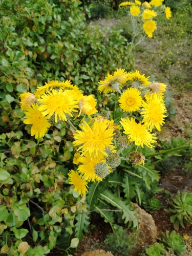 Image of Sonchus acaulis by no rights reserved