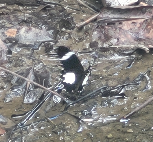 Black-and-white Helen Swallowtail
