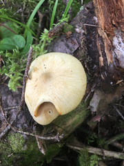 Russula grata