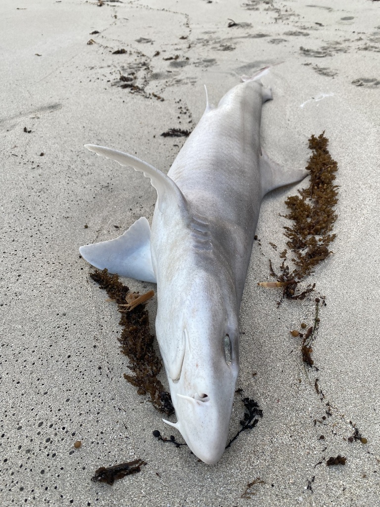Whiskery Shark