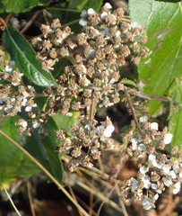 Achillea millefolium