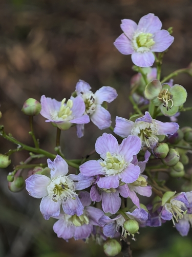 Delavaya toxocarpa observed 2025-05-11
