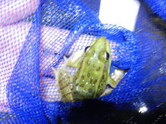 Lithobates spectabilis
