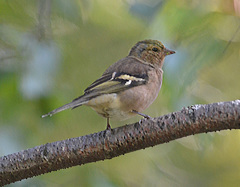 Fringilla coelebs