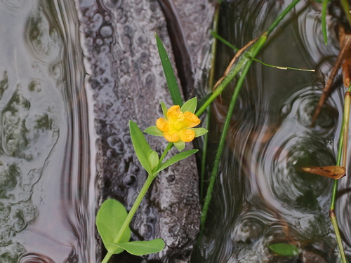 Grassy St. Johnswort (Hypericum gramineum)