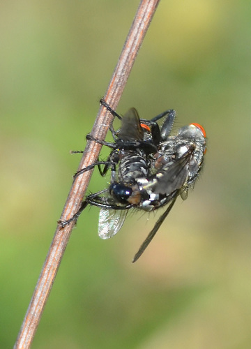 Sarcophaga nuotrauka